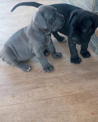 cuccioli di cane corso