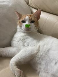 Stiamo dando a questo bel maschietto