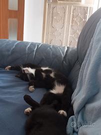 Gattine femine