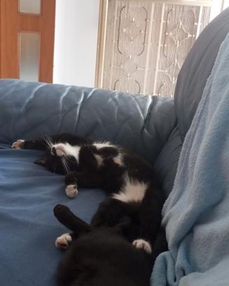 Gattine femine