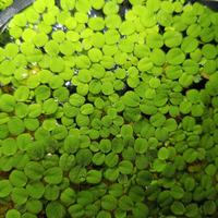 salvinea minima contrasta la crescita delle alghe 