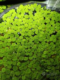 salvinea minima contrasta la crescita delle alghe 