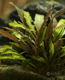 Cryptocoryne Wendtii Indonesii