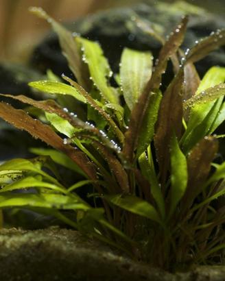 Cryptocoryne Wendtii Indonesii