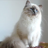 Monta Sacro di Birmania