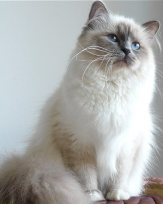 Monta Sacro di Birmania