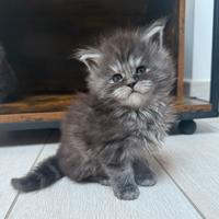 Maine coon cuccioli altissima genealogia linee top