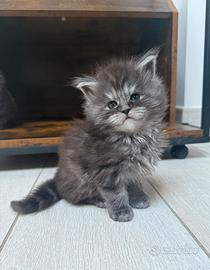 Maine coon cuccioli altissima genealogia linee top