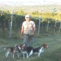 Beagle maschi per lepre