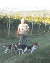 Beagle maschi per lepre