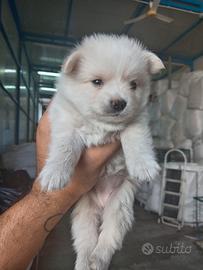 Cucciolo di volpino originale