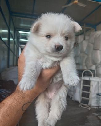 Cucciolo di volpino originale