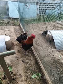 Pollo Gallo Marans