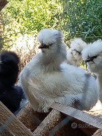 Pulcini gallina moroseta