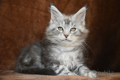 Cucciolo Maine coon black silver