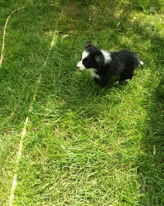 Border collie