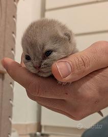 Cuccioli British con pedigree