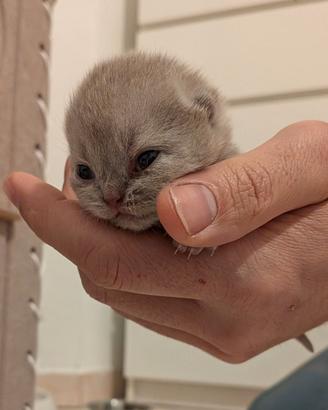 Cuccioli British con pedigree