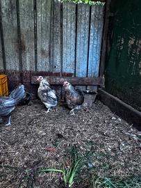 Galline