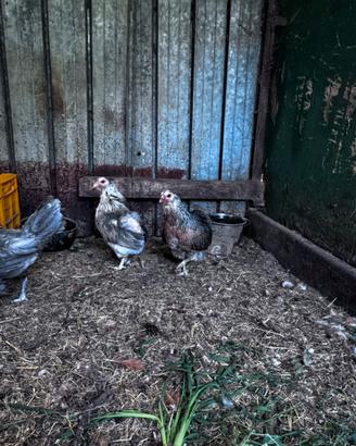 Galline