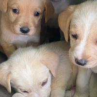 Cuccioli di cane 2 mesi