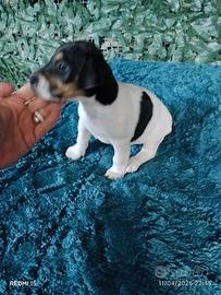 Jack Russell nano tricolore