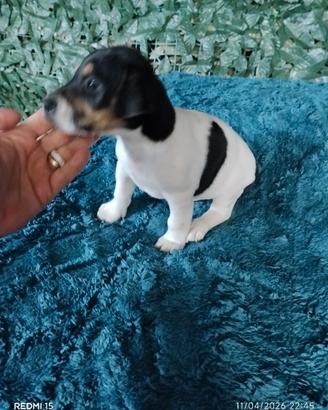 Jack Russell nano tricolore