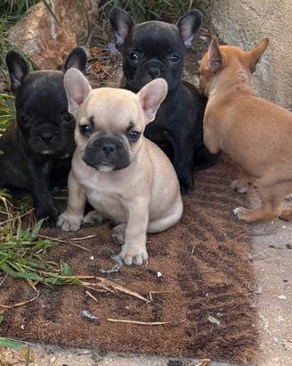 Cuccioli di quasi due mesi di budolg francesi