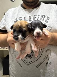 Jack Russell terrier originali