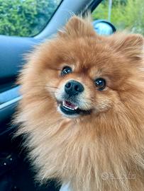 Monta Spitz di Pomerania adulto con pedigree