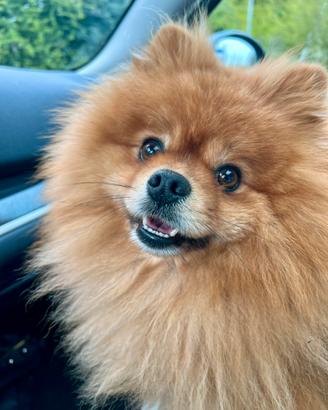 Monta Spitz di Pomerania adulto con pedigree