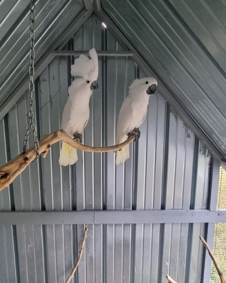 Cacatua alba coppia riproduttiva
