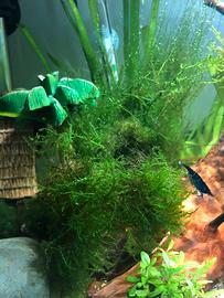 Muschio di java  o di Singapore