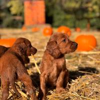 Cuccioli setter irlandese