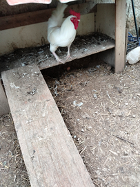 Gallo bianco di circa 10 mesi