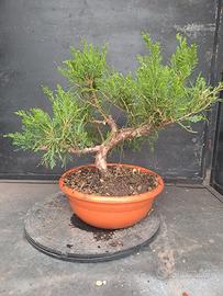 prebonsai juniperus