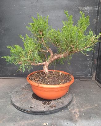 prebonsai juniperus