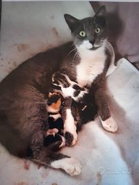 Gattini