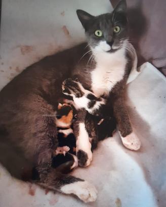Gattini