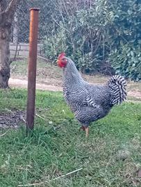 Gallo Amrok