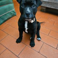 Pittbul taglia gigante da Sfilate