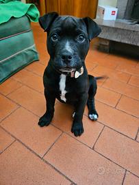 Pittbul taglia gigante da Sfilate