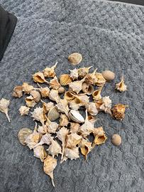 Lotto conchiglie marine naturali – pulite – decora