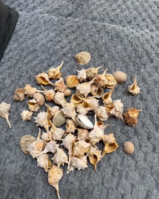 Lotto conchiglie marine naturali – pulite – decora