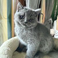 British shorthair