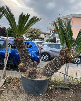 Piante di cicas