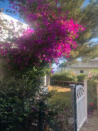 Appartamento con giardino Villaggio Tucano