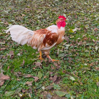 Galli