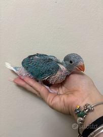 Parrocchetto dal collare