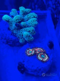 Roma no sped - coppia coralli